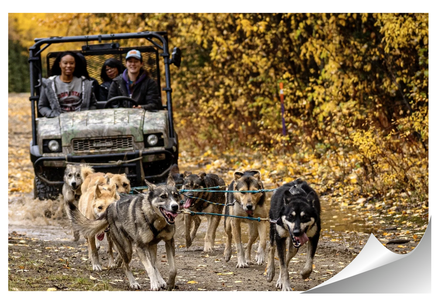 Two people ride in an off-road vehicle behind a team of huskies pulling on a dirt path with autumn leaves.