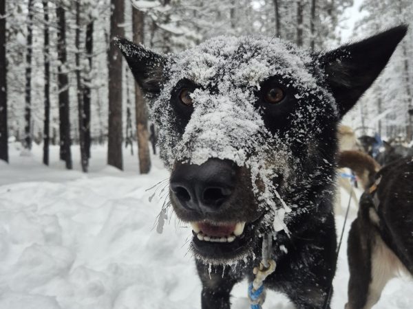 Snow-covered dog pulling a sled in a snowy forest.