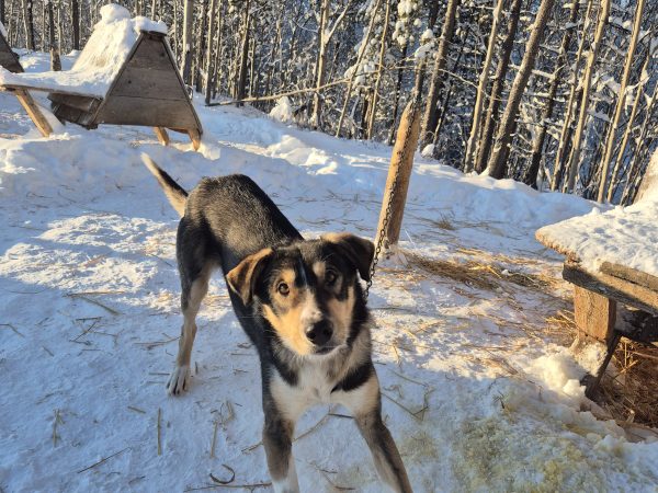 Dog pulling on leash in snowy forest with wooden structures.