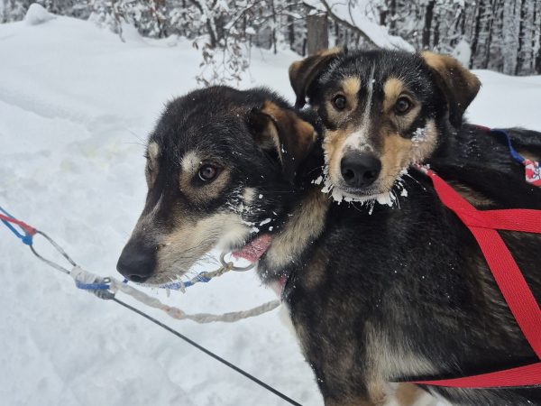 Two sled dogs with harnesses in a snowy forest setting.