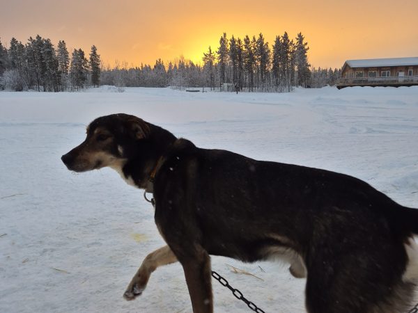 Dog on a chain walking in snowy landscape at sunset.