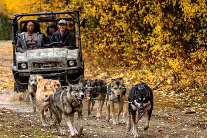 Four people ride in ATV while sled dogs run on a forest trail with autumn leaves.