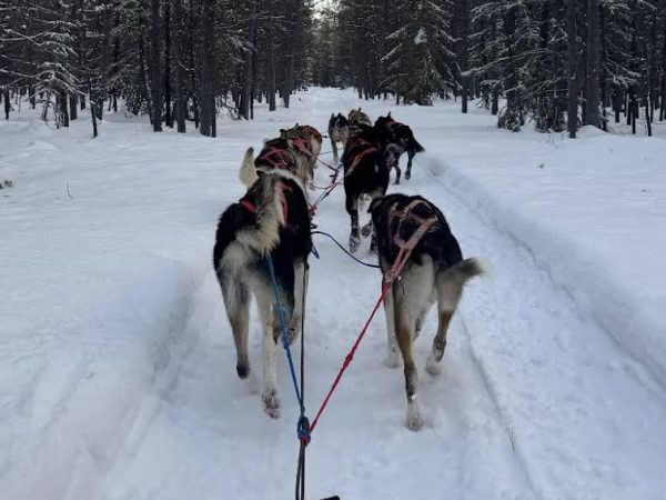 Dog sled team pulling a sled through a snowy forest path.
