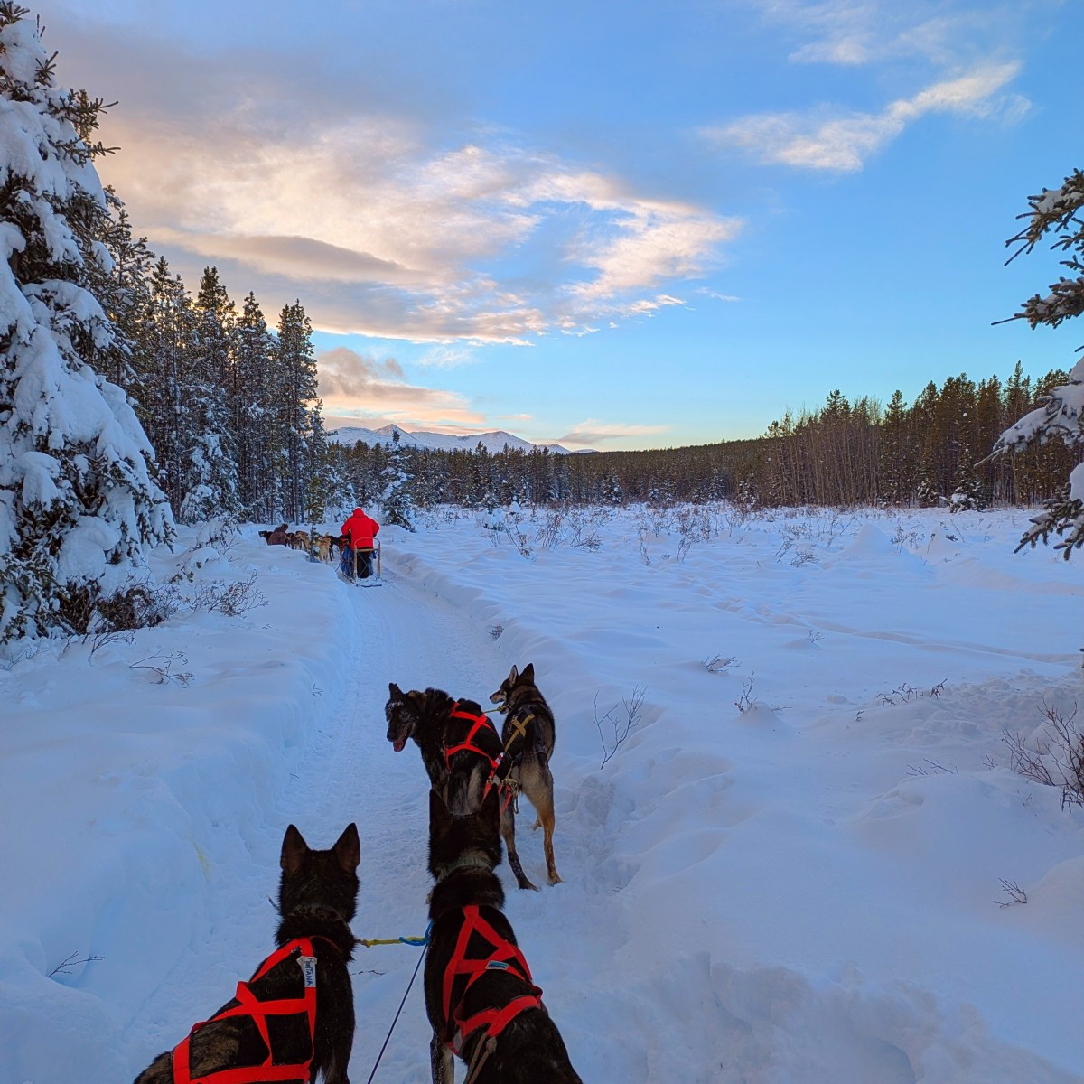 Dog sled team on snowy trail through forested winter landscape.