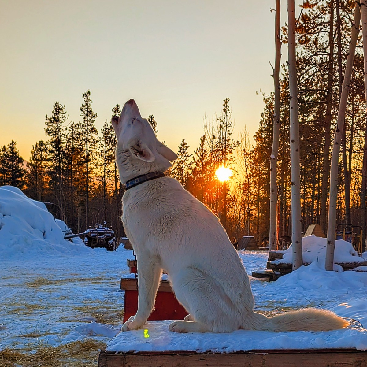 Dog howling on snow with sunset through trees.