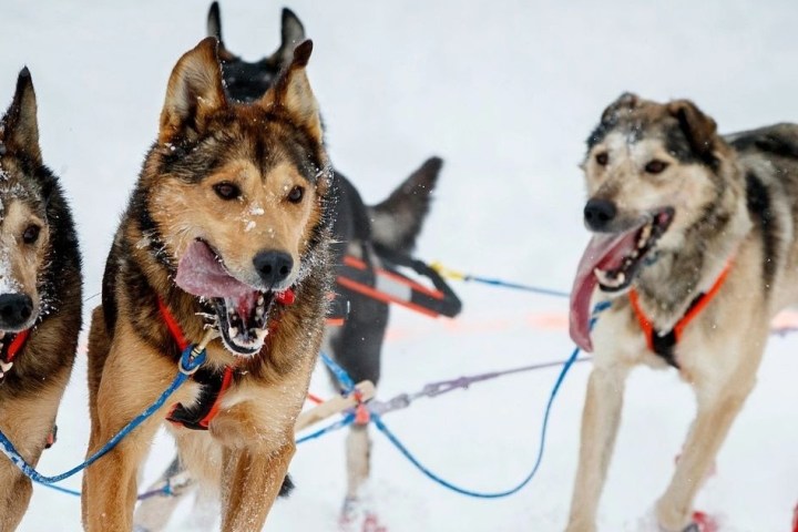 Sled dogs wearing harnesses running in the snow.