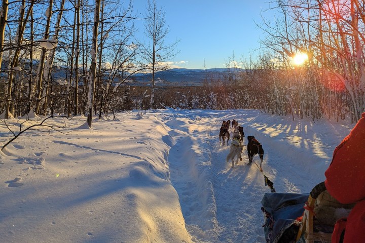 Dog sled team on snowy forest trail at sunset.