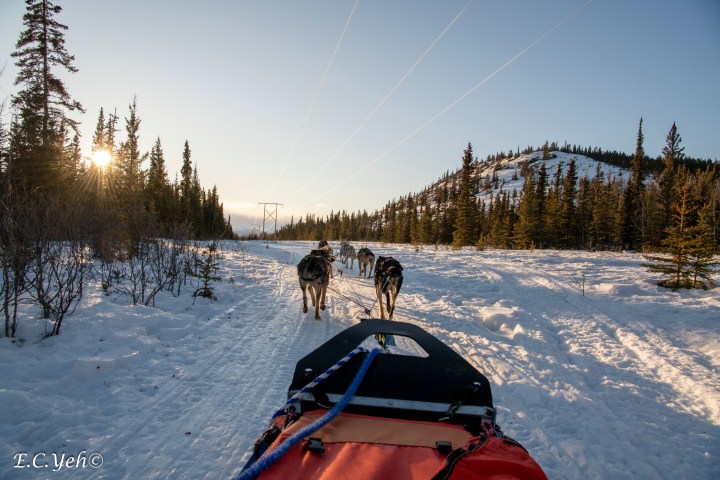 Dog sledding on a snowy trail through a forest with the sun setting.