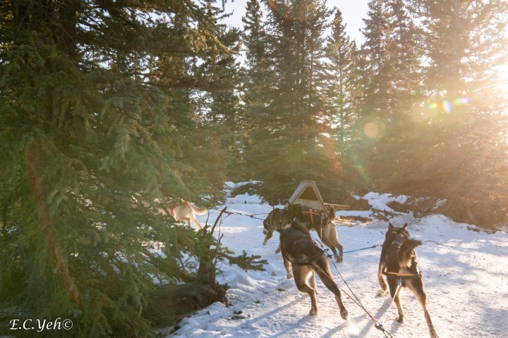 Dogs pulling a sled through a snowy forest in sunlight.