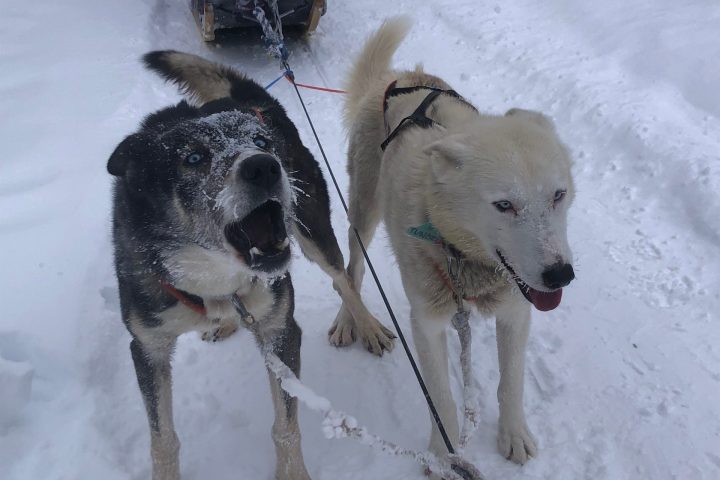 Two sled dogs pulling a sled through snowy terrain.