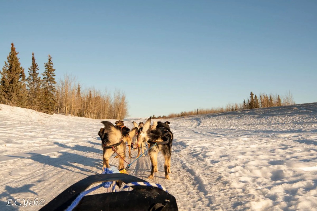 Dog sled team pulling a sled on a snowy trail through a forest area.